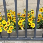 Ely Flowers One